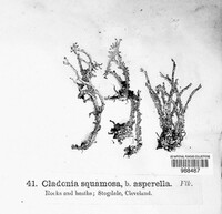 Cladonia squamosa f. asperella image